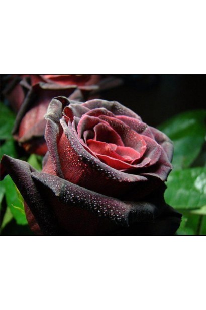 Черная Королева розовая роза